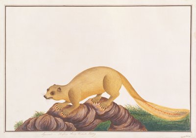 Cream-coloured Giant Squirrel, from Drawings of Animals, Insects and Reptiles from Malacca, c.1805-18 by Chinese School